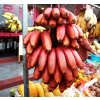 Red Banana Seeds – Rare Tropical Banana Fruit Seeds for Garden Planting, 100 Seeds Pack - Image 4