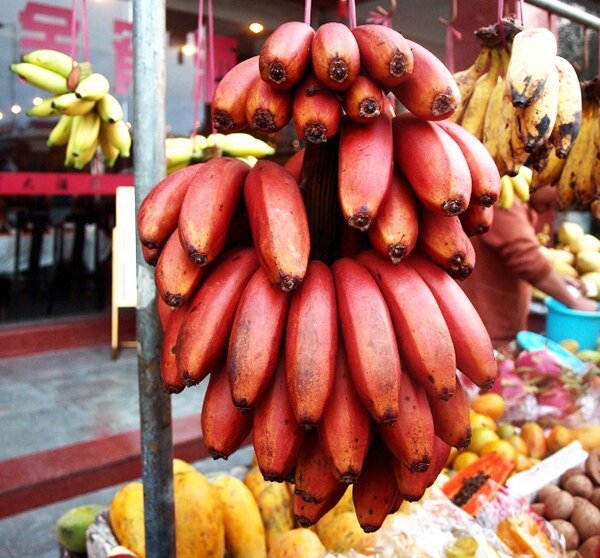 Red Banana Seeds – Rare Tropical Banana Fruit Seeds for Garden Planting, 100 Seeds Pack - Image 4