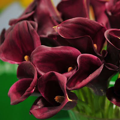 Calla Lily Bulb – Multi-Color Garden Flower Bulb for Planting, 1 Bulb Pack - Image 4