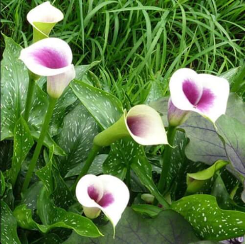 Calla Lily Bulb – Multi-Color Flower Bulb for Garden Planting, 1 Bulb Pack - Image 4