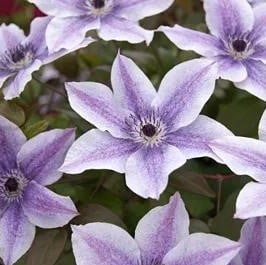 Climbing Clematis Bulb – Mixed Variety Garden Flower Bulb for Planting, 1 Bulb Pack - Image 4
