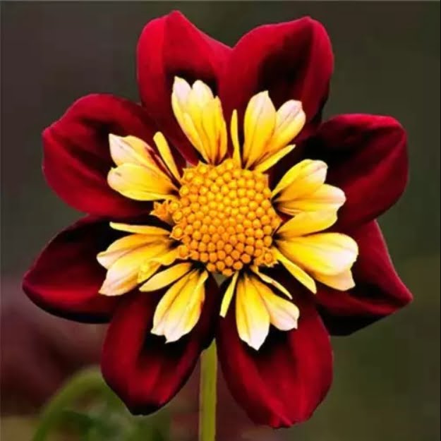 Dahlia Bulb – Beautiful Indoor Bonsai Flower Bulb for Home Garden Planting, 1 Bulb Pack - Image 4