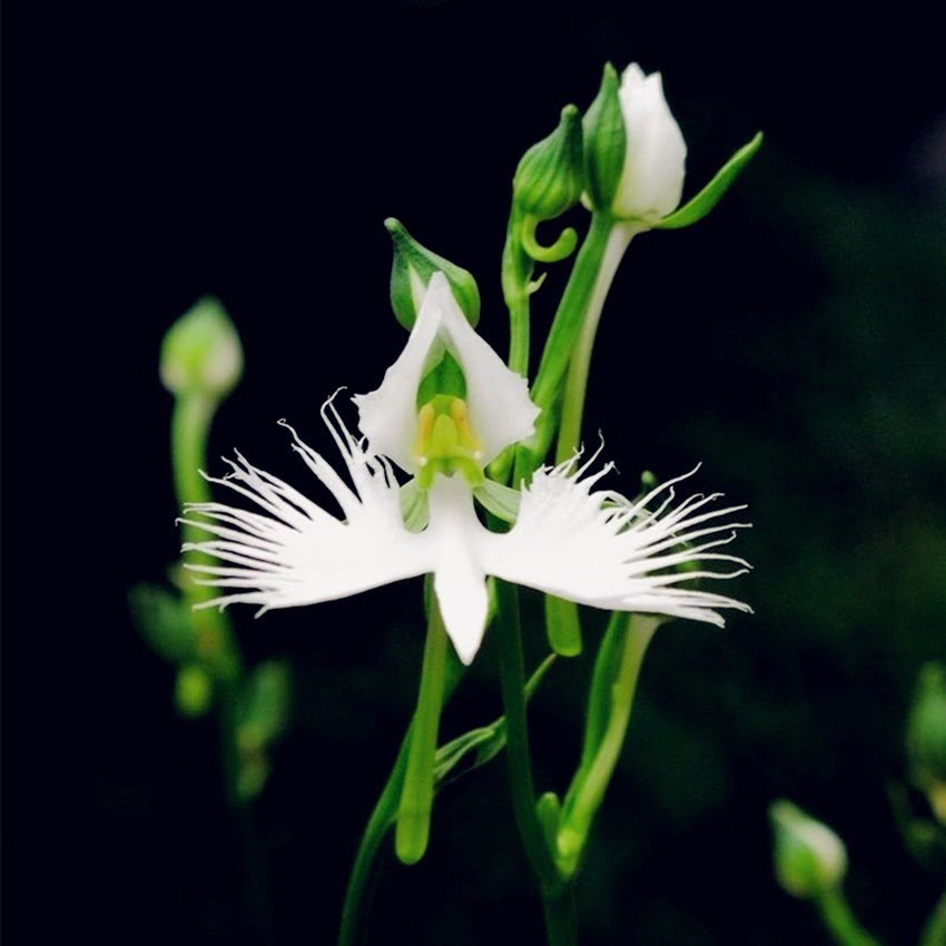Egret Orchid Seeds – White Heron Orchid Flower Seeds for Garden Planting, 100 Seeds Pack - Image 3