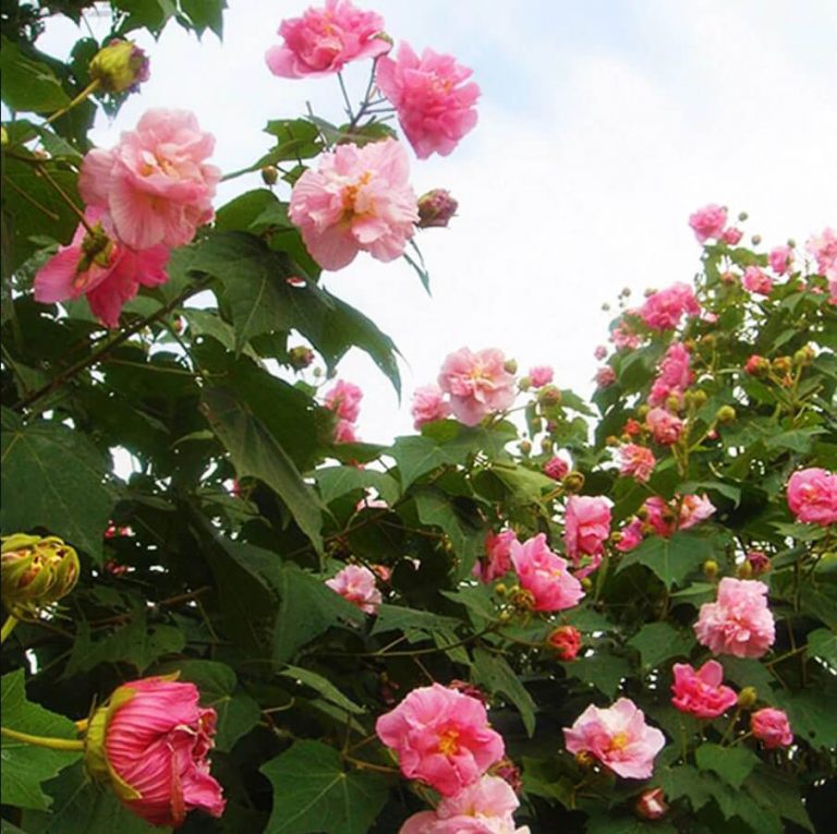 Hibiscus Mutabilis Seeds – Hibiscus Rose Flower Seeds for Garden Planting, 100 Seeds Pack - Image 5