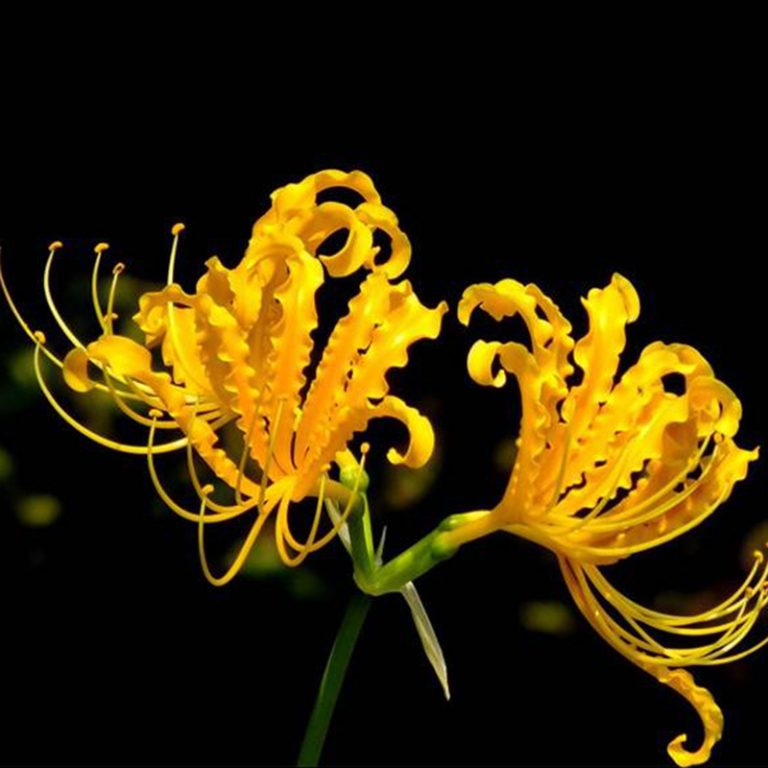 Lycoris Radiata Bulb – Spider Lily Multi-Color Flower Bulb for Garden Planting, 1 Bulb Pack - Image 4