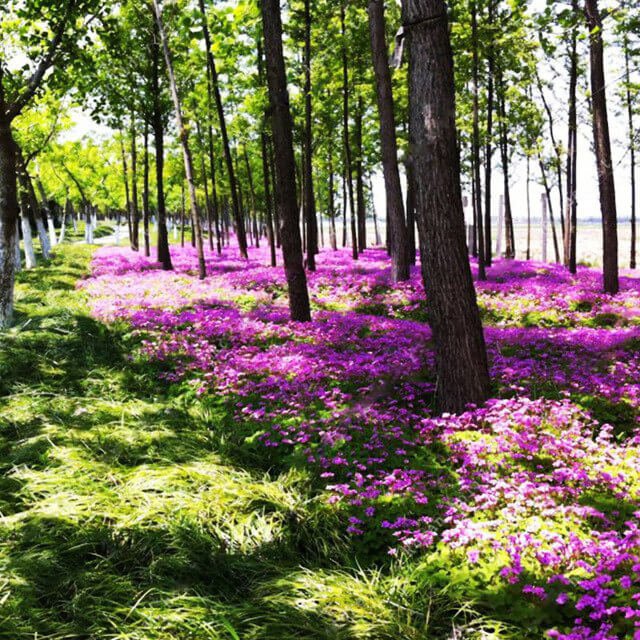 Purple Oxalis Flower Seeds – Ornamental Garden Flower Seeds for Planting, 100 Seeds Pack - Image 4