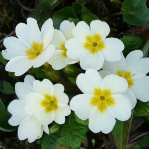 Primula Malacoides Flower Seeds – Multi-Color Fairy Primrose Seeds for Garden Planting, 200 Seeds Pack - 3