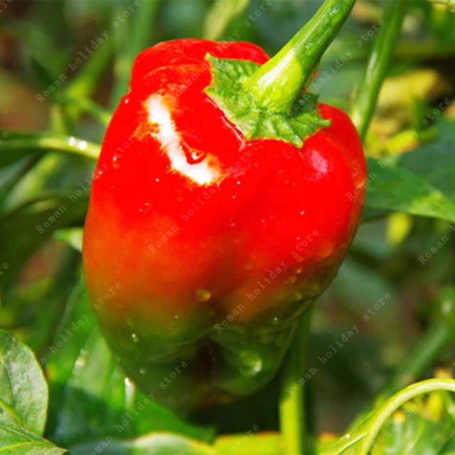 Rare Organic Chili Pepper Seeds – Vegetable Garden Seeds for Planting, 100 Seeds Pack - Image 4