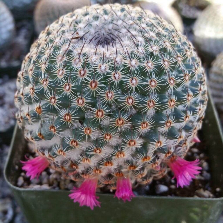 Mixed Rare Cactus Seeds – Assorted Succulent Plant Seeds for Planting, 200 Seeds Pack - Image 4