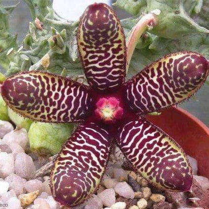 Stapelia Pulchella Seeds – Starfish Cactus Succulent Seeds for Planting, 100 Seeds Pack - Image 4