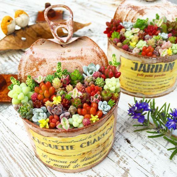 Mixed Succulent Seeds – Rare Assorted Cactus & Succulent Seeds for Planting, 200 Seeds Pack - Image 4
