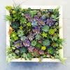 Mixed Lithops Succulent Seeds – Living Stones Plant Seeds for Planting, 200 Seeds Pack - Image 4