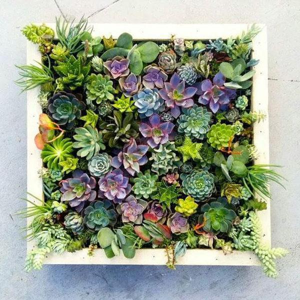 Mixed Lithops Succulent Seeds – Living Stones Plant Seeds for Planting, 200 Seeds Pack - Image 4