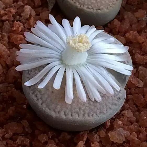 Rare Succulent Seeds – Assorted Cactus & Succulent Seeds for Planting, 100 Seeds Pack - Image 4