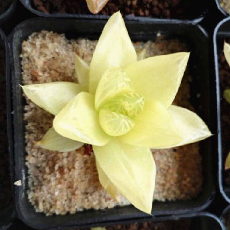Haworthia Cymbiformis Seeds – Succulent Plant Seeds for Planting, 100 Seeds Pack - Image 4