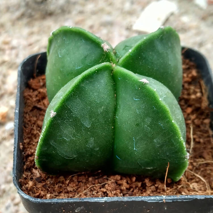 Astrophytum Myriostigma Seeds – Assorted Succulent Cactus Seeds for Planting, 100 Seeds Pack - Image 4