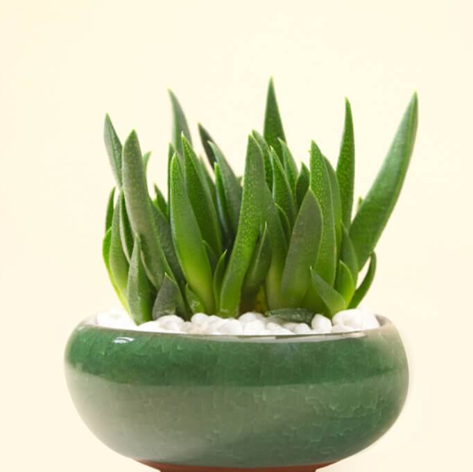 Bergeranthus Multiceps Seeds – Rare Succulent Plant Seeds for Planting, 100 Seeds Pack - Image 4