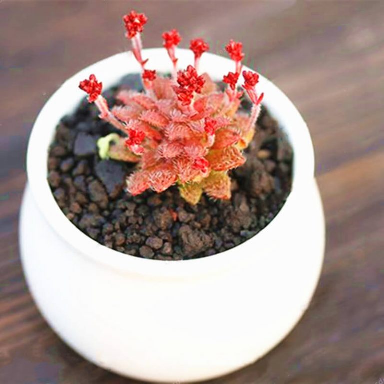 Rare Crassula Succulent Seeds – Succulent Plant Seeds for Planting, 100 Seeds Pack - Image 4