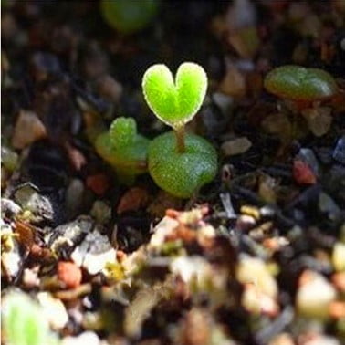 Mixed Lithops Succulent Seeds – Living Stones Plant Seeds for Planting, 100 Seeds Pack - Image 4
