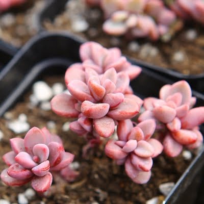 Mixed Succulent Seeds – Multi-Variety Cactus & Succulent Seeds for Planting, 100 Seeds Pack - Image 4