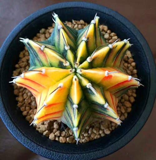 Astrophytum Ornatum Seeds – Rare Cactus Succulent Seeds for Planting, 100 Seeds Pack - Image 4