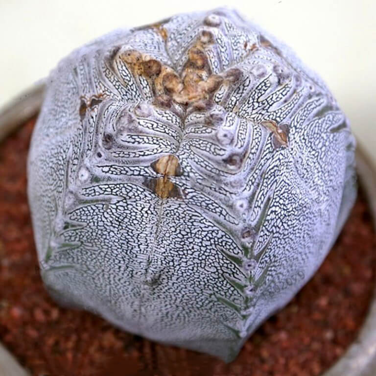 Astrophytum Cactus Seeds – Rare Assorted Succulent Cactus Seeds for Planting, 100 Seeds Pack - Image 4