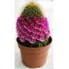 Astrophytum Cactus Seeds – Succulent & Cactus Seeds for Planting, 100 Seeds Pack - Image 4