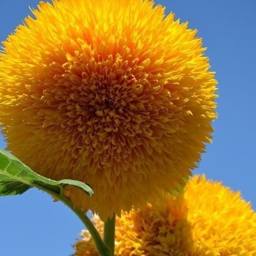 Dwarf Sunflower Seeds – Garden Sunflower Flower Seeds for Planting, 20 Seeds Pack - Image 4