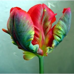 Rare Multi-Color Tulip Flower Seeds – Mixed Color Garden Tulip Seeds for Planting, 100 Seeds Pack - 3