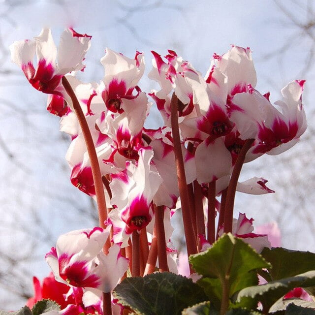 Cyclamen Flower Seeds – White Red Edge Perennial Flower Seeds for Garden Planting, 100 Seeds Pack - Image 4
