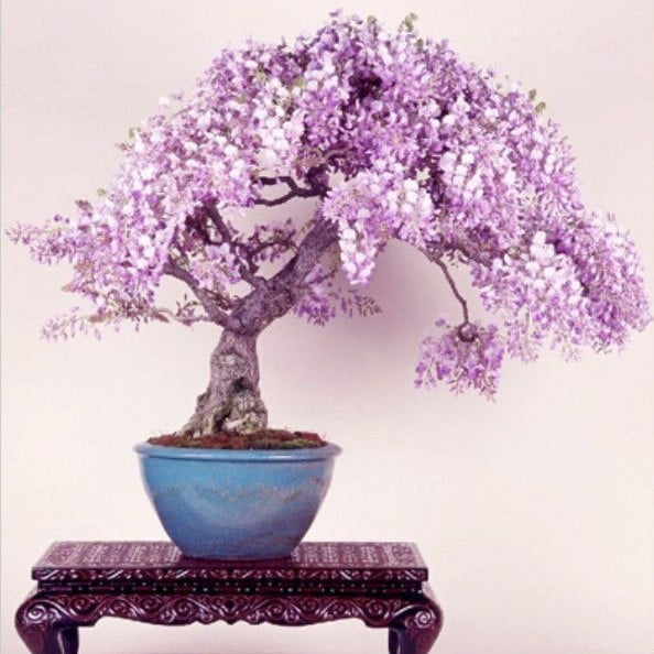Lilac Wisteria Tree Seeds – Mini Bonsai Flowering Vine Seeds for Garden Planting, 10 Seeds Pack - Image 4
