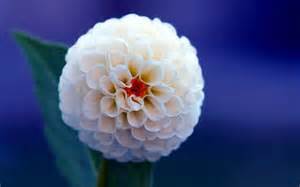 Dahlia Bulb – Multi-Color Garden Dahlia Flower Bulb for Planting, 1 Bulb Pack - Image 4