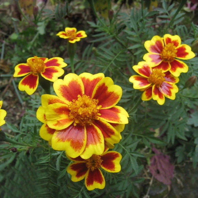 Red Yellow Edge Marigold Seeds – Rare Bi-Color Garden Flower Seeds for Planting, 100 Seeds Pack - Image 4