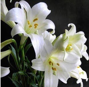 Perfume Lily Flower Bulb – Multi-Color Garden Lily Bulb for Planting, 1 Bulb Pack - Image 4