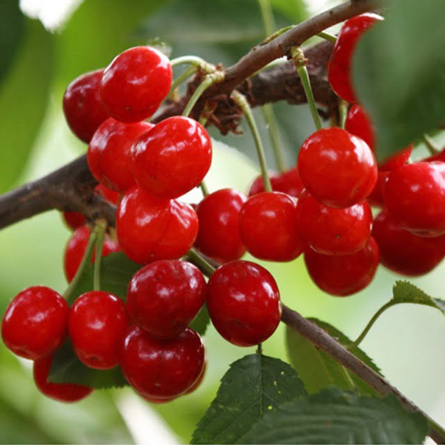 Black Cherry Seeds – Red Cherry Fruit Seeds for Planting, 20 Seeds Pack - Image 4