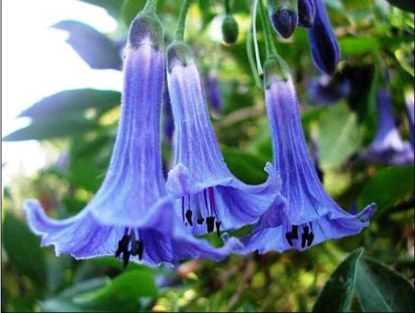Datura Flower Seeds – Mixed Color Devil’s Trumpet Seeds for Garden Planting, 100 Seeds Pack - Image 4