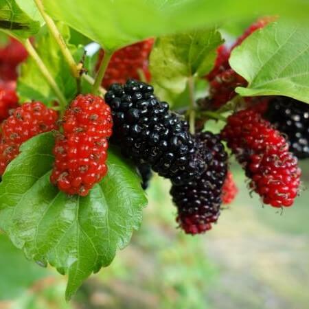 Mulberry Tree Seeds – Blackberry Fruit Tree Seeds for Garden Planting, 200 Seeds Pack - Image 4
