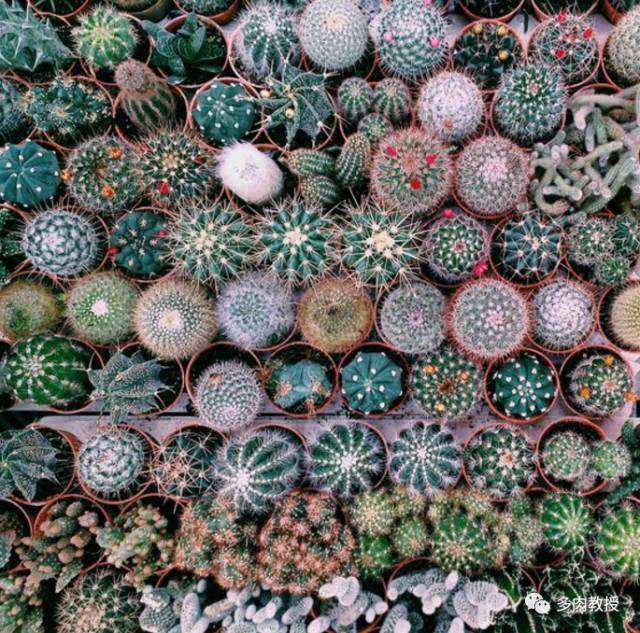 Mixed Multi-Color Cactus Seeds – Assorted Succulent Cactus Seeds for Planting, 100 Seeds Pack - Image 4
