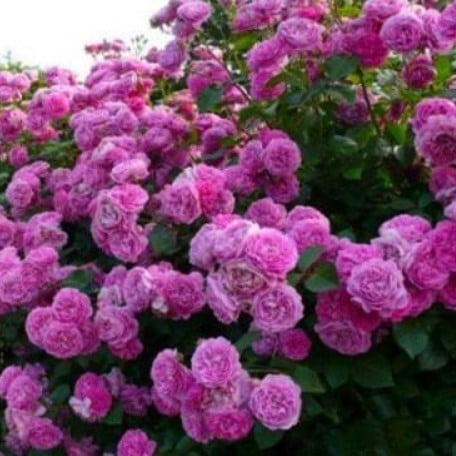 Climbing Rose Flower Seeds – Garden Rose Seeds for Planting, 100 Seeds Pack - Image 3