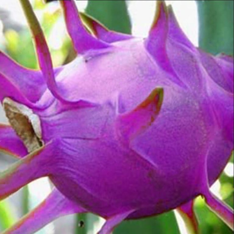 Pink Dragon Fruit Seeds – Mini Pitaya Tropical Fruit Seeds for Garden Planting, 200 Seeds Pack - Image 4