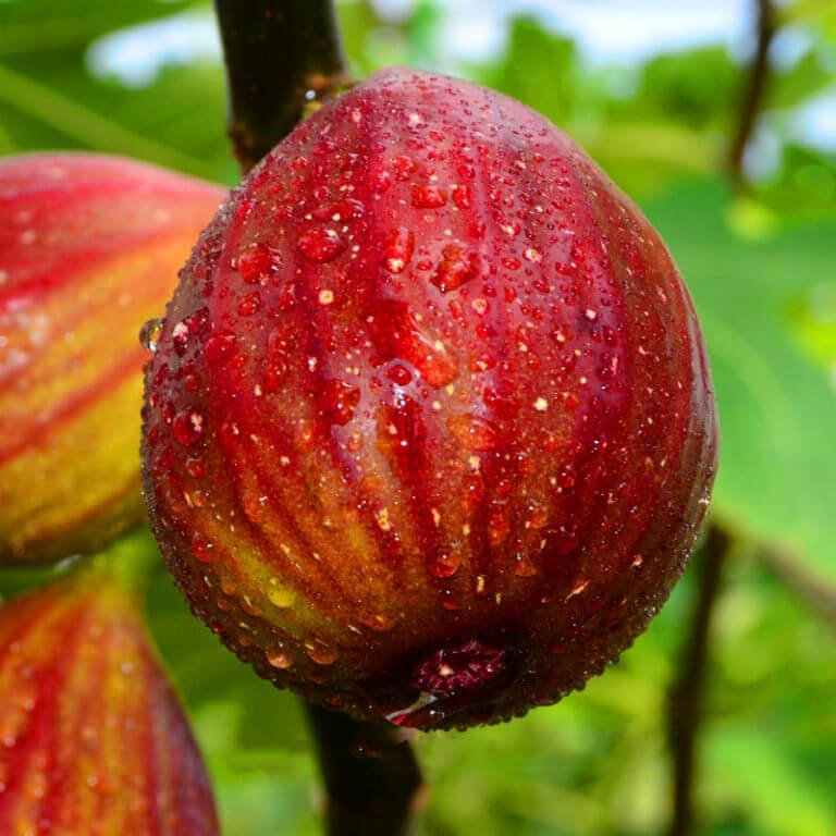 Fig Tree Seeds – Fruit Tree Seeds for Garden Planting, 100 Seeds Pack - Image 4