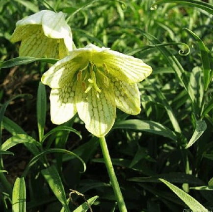 Mixed Fritillaria Flower Seeds – Garden Fritillaria Seeds for Planting, 100 Seeds Pack - Image 4