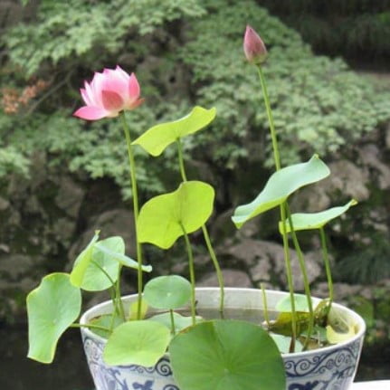 Mixed Color Lotus Flower Seeds – Perennial Aquatic Flower Seeds for Pond Planting, 12 Seeds Pack - Image 4