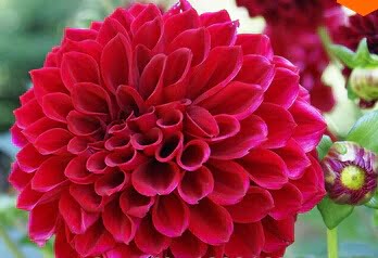 Dahlia Bulb – White & Red Garden Flower Bulb for Planting, 1 Bulb Pack - Image 4