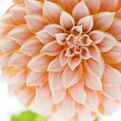 GreenSeedGarden