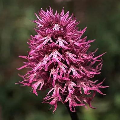 Orchis Italica Orchid Seeds – Rare Orchid Flower Seeds for Garden Planting, 100 Seeds Pack - Image 4