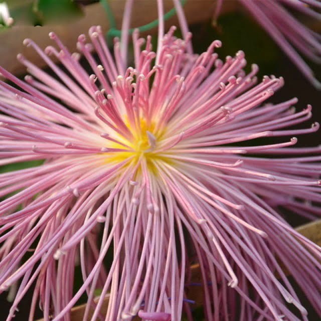 Pink Fireworks Chrysanthemum Seeds – Rare Garden Flower Seeds for Planting, 100 Seeds Pack - Image 5