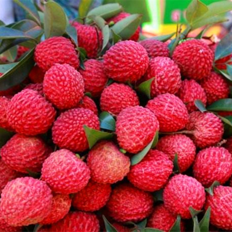 Litchi Chinensis Seeds – Giant Lychee Fruit Tree Seeds for Garden Planting, 10 Seeds Pack - Image 5