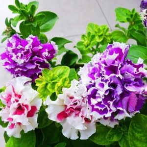 Double Petal Petunia Flower Seeds – Garden Petunia Seeds for Planting, 100 Seeds Pack - 4