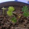 Mimosa Pudica Seeds – Sensitive “Shy Plant” Garden Seeds for Planting, 50 Seeds Pack - Image 5
